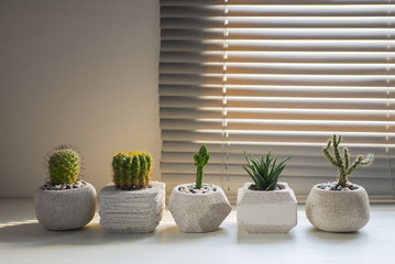 The stylish shape of a cactus in a pot of concrete placed on whi