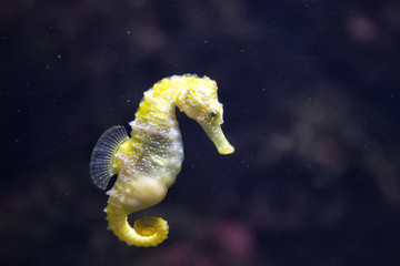 Sea Horse (Hippocampus hippocampus) © ArtEvent ET