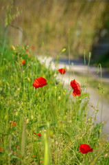 Red poppies.