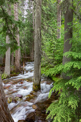 Mountain Stream in the Forest in Glacier National Park in Montana