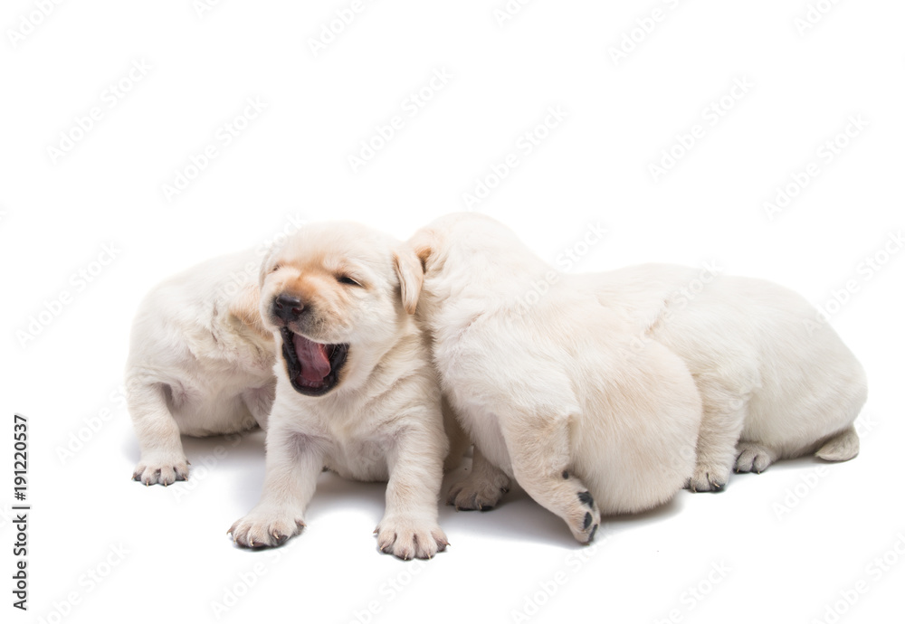 Sticker puppies labrador isolated