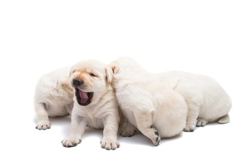 Obraz premium puppies labrador isolated
