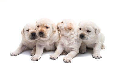 puppies labrador isolated