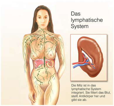 Das lymphatische System mit Milz