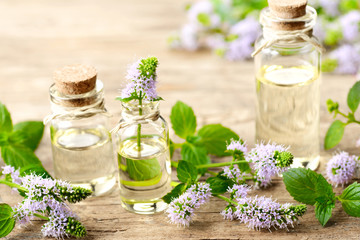 fresh purple Peppermint flowers and Peppermint essential oil on the wooden table
