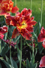 Tulip shaggy