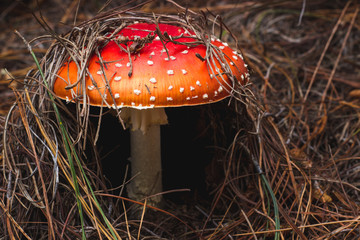 Sombrilla a cubierta