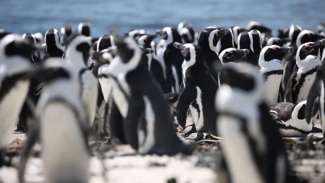 Penguins South Africa