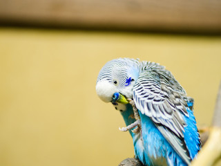 One wavy parrot sits on the branch of a cage at the pet store