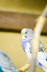 One  wavy parrot sits on the branch of a cage at the pet store. Vertical photo