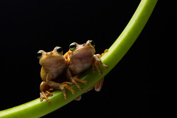 Par ranas