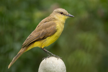 Atrapamoscas