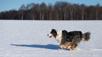 Hund Australian Shepherd rennt im Schnee vor einem Wald