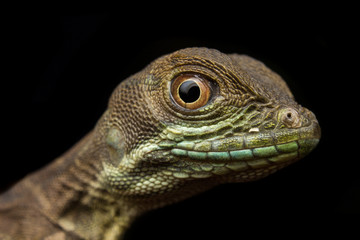 Baby basilisco