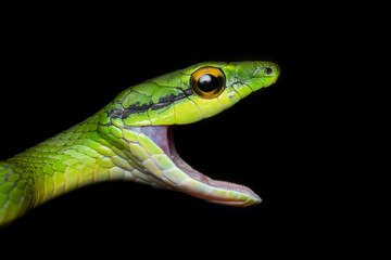 Serpiente