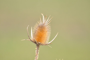 Dry thistle in spring. Common thistle, natural background.