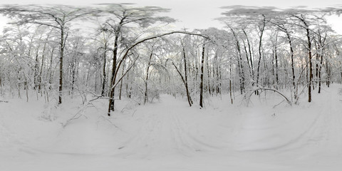 360 VR panorama of forest in the snow in winter after snowfall