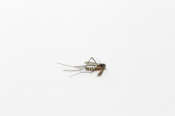 one mosquitoe death on white background with copy space