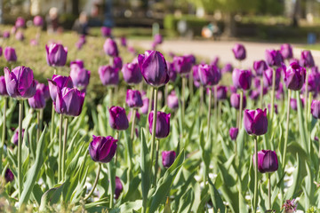 beautiful purple tulips in a spring blooming  garden