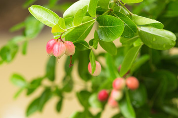 Fresh Carissa carandas on tree in nature background