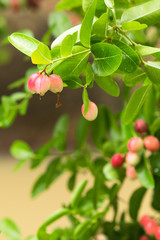 Fresh Carissa carandas on tree in nature background