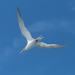 Royal tern, Thalasseus maximus, flying in blue sky in Guadeloupe
