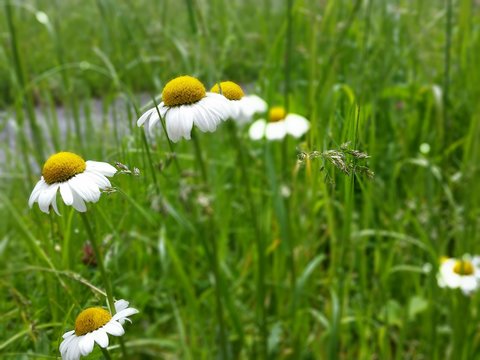 Nahaufnahme von G&auml;nsebl&uuml;mchen auf einer Wiese im Sommer
