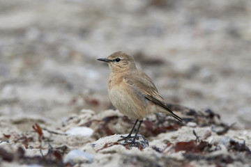 Isabelline wheatear (Oenanthe isabellina)