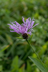 Wiesen-Flockenblume, closeup of purple wildflower of Germany
