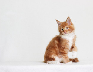 Maine Coon's red striped kitten
