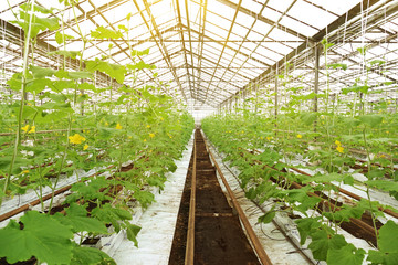 Growing cucumbers in a greenhouse.