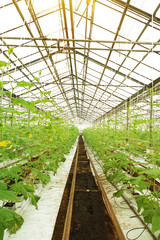 Growing cucumbers in a greenhouse.