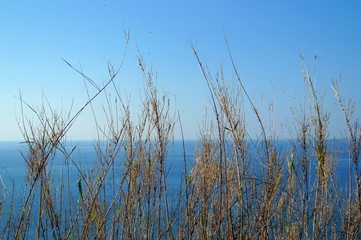 Plant against blue sky and sea