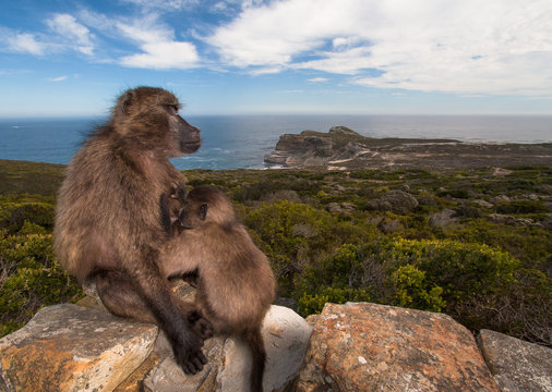 Baby monkey sucking to breast milk.