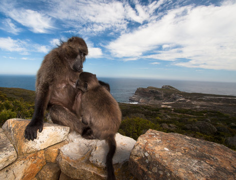 Baby monkey sucking to breast milk.