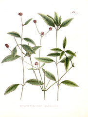 Illustration of palnt.