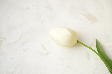 Tender minimalistic spring flowers composition on texture surface. Beautiful feminine plant decoration for holiday greeting card. Summertime, summer, spring, march april, june july. Happy mother's day