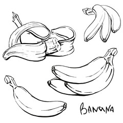 A set of four outline illustrations of bananas. drawn by hands. Isolated on white background.