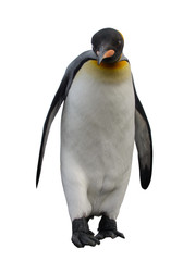 King penguin isolated on white