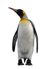 Naklejka premium King penguin isolated on white