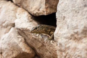 Nahaufnahme der Sa Dragonera-Eidechse