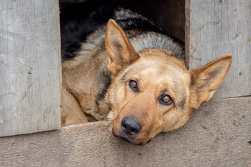 in the dog's kennel lies a sad dog, he guards the farm