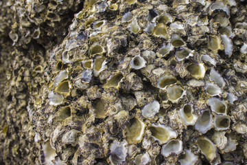 Stone in shells. Abstract background, texture. Copy space