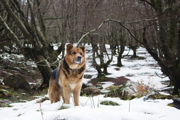 Cold times have funny snowy days