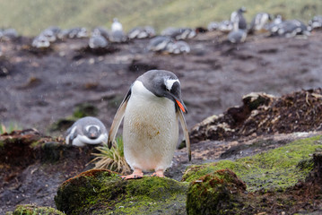 Fototapeta premium Wet gentoo penguine in green grass in rainy weather