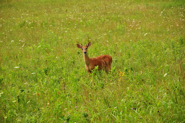 A deer in a field of flowers