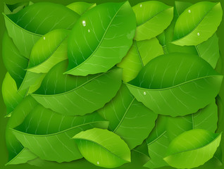 Obraz premium pile of green fresh realistic leaves, freshness,