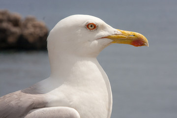 Nahaufnahme Mittelmeermöwe