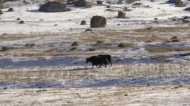 Yak in the mountains in winter