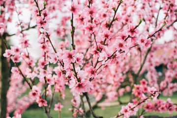 Spring flower background. Beautiful garden pink flowers. Cherry blossom.